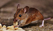 24 Hour & Emergency Exterminators in Inkster, ND